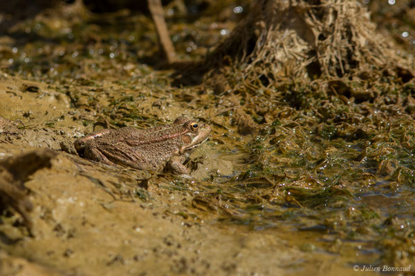 Grenouille de Pérez — Pelophylax perezi (Seoane, 1885), (Sagres (Vila do Bispo), (Algarve), Portugal, le 03/09/2018)