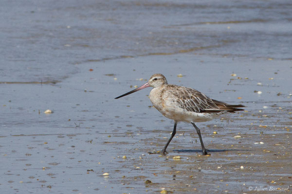 Barge rousse — Limosa lapponica (Linnaeus, 1758), (adulte en plumage internuptial) (Ria Formosa (Faro), (Algarve), Portugal, le 01/09/2018)