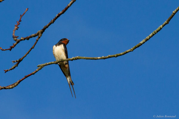 Hirondelle rustique — Hirundo rustica Linnaeus, 1758