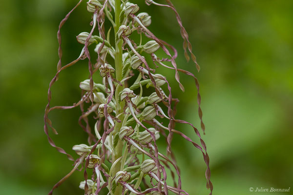 Orchis bouc, Himantoglosse à odeur de bouc — Himantoglossum hircinum (L.) Spreng., 1826