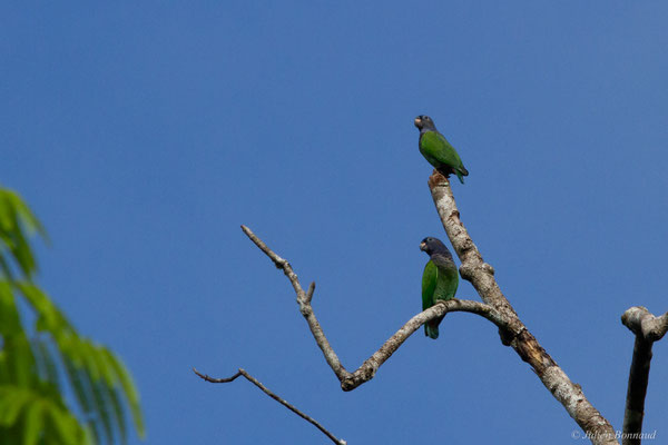 Pione à tête bleue — Pionus menstruus (Linnaeus, 1766), (mine d'or Espérance, Apatou, Guyane, le 15/05/2017)