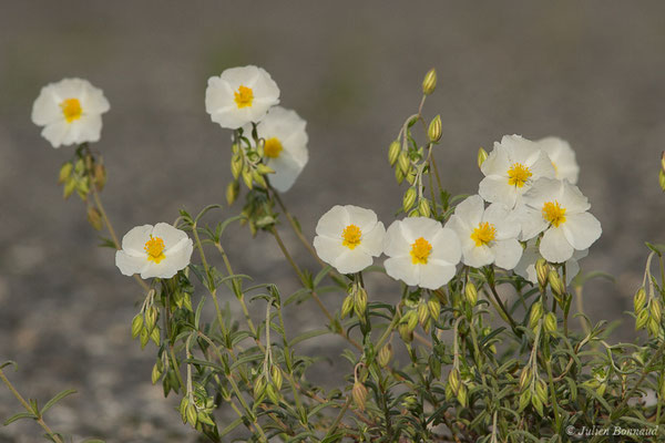 Hélianthème des Apennins, Hélianthème blanc — Helianthemum apenninum (L.) Mill., 1768