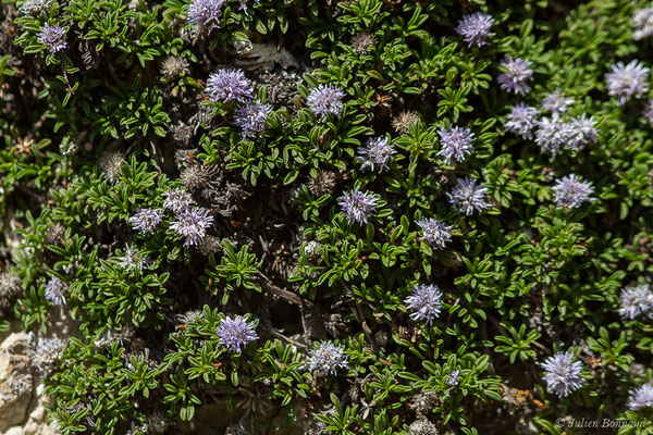 Globulaire rampante — Globularia repens Lam., 1779, (Col du Pourtalet, Laruns (64), France, le 06/07/2019)