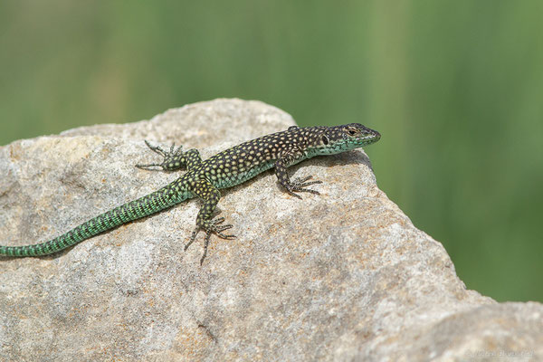 Lézard à lunettes — Scelarcis perspicillata (Duméril and Bibron, 1839)