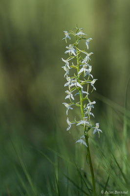 Platanthère à fleurs verdâtres — Platanthera chlorantha (Custer) Rchb., 1828