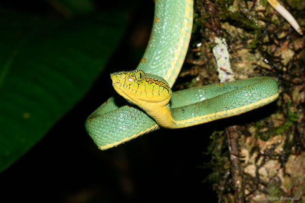 Grage jacquot ou Vipère arboricole — Bothrops bilineatus (Wied-Neuwied, 1821), (Kaw, Guyane, le 12/12/2014)