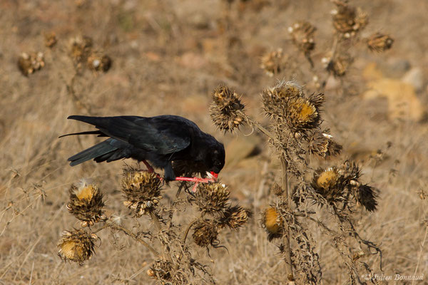 Crave à bec rouge — Pyrrhocorax pyrrhocorax (Linnaeus, 1758), (Sagres (Vila do Bispo), (Algarve), Portugal, le 31/08/2018)