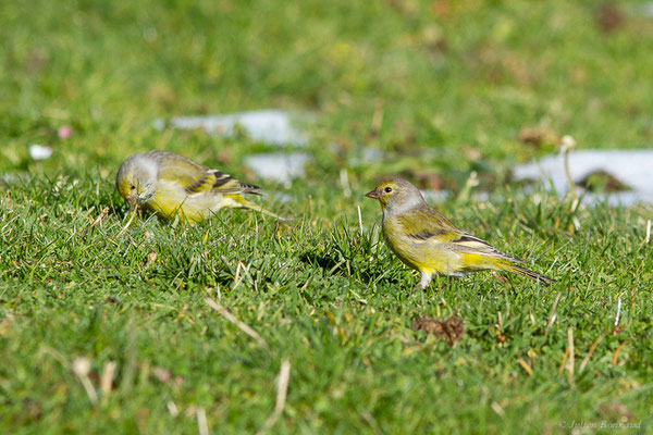 Venturon montagnard — Carduelis citrinella (Pallas, 1764), (Station de ski de La Pierre Saint-Martin, Arette, (64), France, le 06/11/2022)