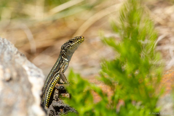 Lézard d'Aurelio — Iberolacerta aurelioi (Arribas, 1994)