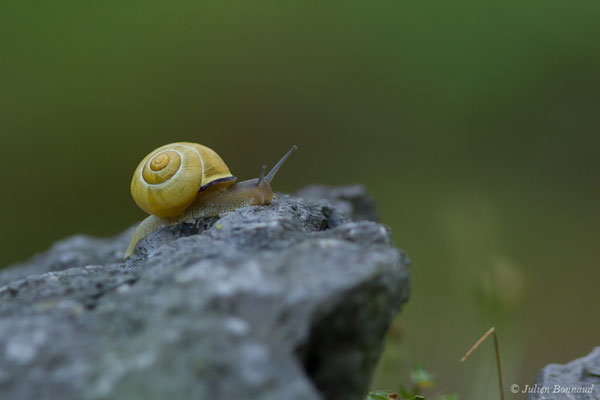 Escargot des haies — Cepaea nemoralis (Linnaeus, 1758)