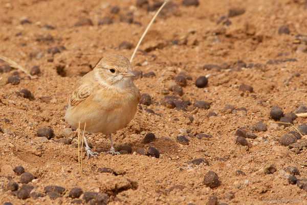 Ammomane élégante — Ammomanes cinctura (Gould, 1839), (Parc national d'Iriqui (Souss-Massa-Draâ, Guelmim-Es Semara), Maroc, le 12/02/2023)