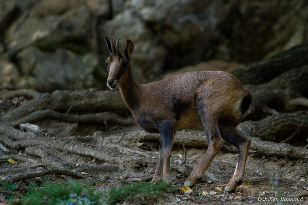 Isard – Rupicapra pyrenaica (Hermann, 1780), (Parc animalier des pyrénées, Argelès-Gazost (65), France, le 03/10/2017)