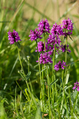 Épiaire officinale – Betonica officinalis L., 1753, (Cuqueron (64), France, le 06/05/2020)