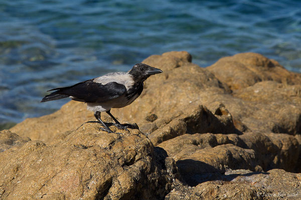  Corneille mantelée — Corvus cornix Linnaeus, 1758, (L'Île-Rousse (2B), France, le 13/09/2019)