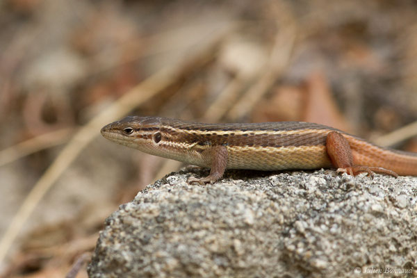 Psammodrome algire — Psammodromus algirus (Linnaeus, 1758)Psammodrome algire — Psammodromus algirus (Linnaeus, 1758)