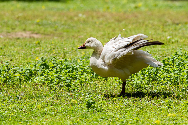 Oie des neiges — Anser caerulescens (Linnaeus, 1758), (Parc animalier de Nahuques, Mont-de-Marsan (40), France, le 19/05/2023)