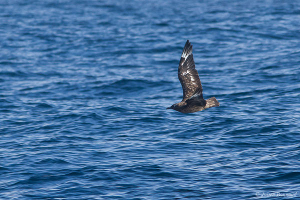 Grand Labbe – Stercorarius skua (Brünnich, 1764), (Saint-Jean-de-Luz (64), France, le 05/10/2019)