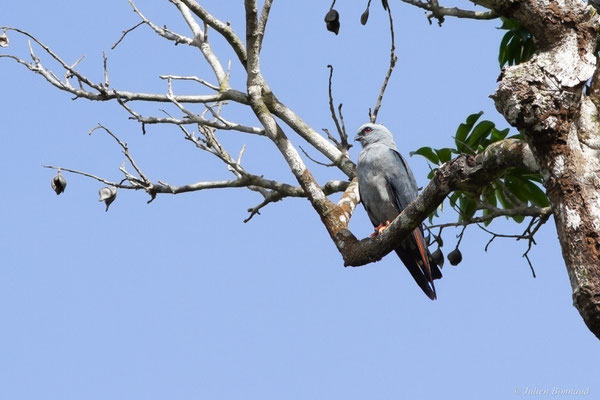 Milan bleuâtre — Ictinia plumbea (Gmelin, 1788), (Kourou, Guyane, le 14/03/2017)
