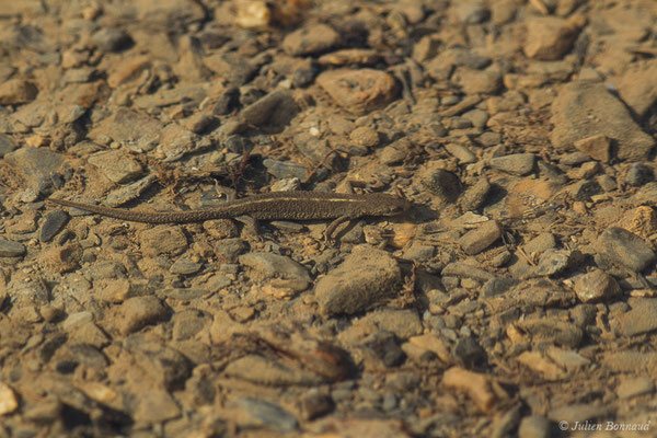 Calotriton des Pyrénées — Calotriton asper (Al. Dugès, 1852)