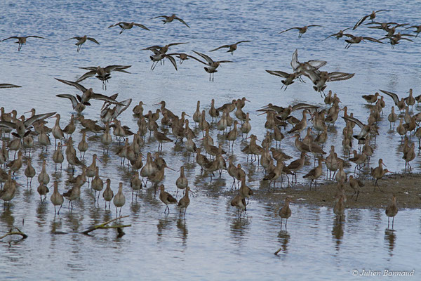 Barge à queue noire — Limosa limosa (Linnaeus, 1758), (réserve ornithologique du Teich (33), France, le 24/01/2018)