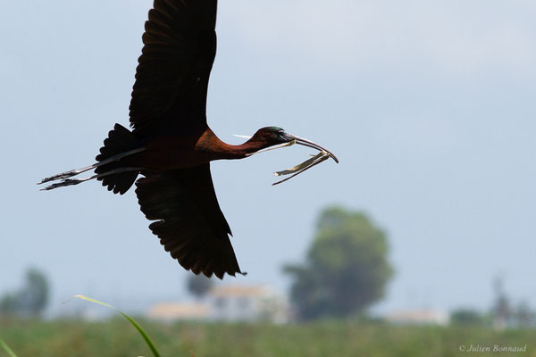 Ibis falcinelle — Plegadis falcinellus (Linnaeus, 1766), (Parc Naturel du Delta de l'Ebre (Catalogne), Espagne, le 06/06/2022)