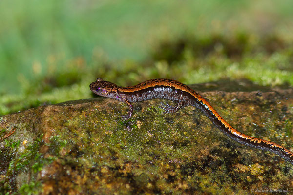 Chioglosse portugais — Chioglossa lusitanica Bocage, 1864