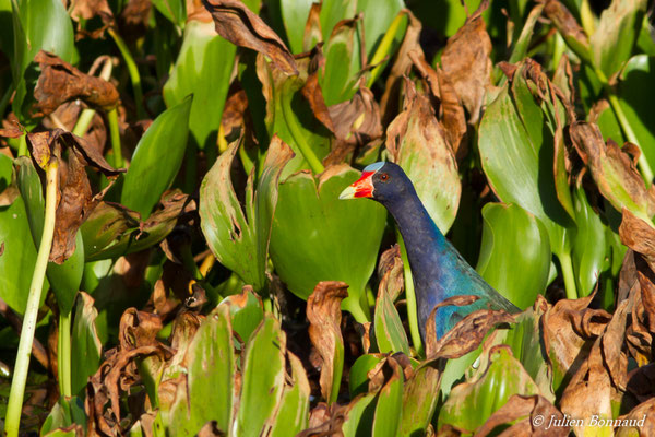 Talève violacée – Porphyrio martinicus (Linnaeus, 1766), (lac Marie-Claire, Kourou (973), France, le 04/12/2016)
