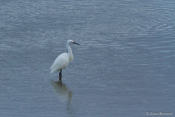Aigrette garzette — Egretta garzetta (Linnaeus, 1766), (immature ou adulte en plumage internuptial), (Baie de Saint-Brieuc, Hillion (22), France, le 24/11/2017)
