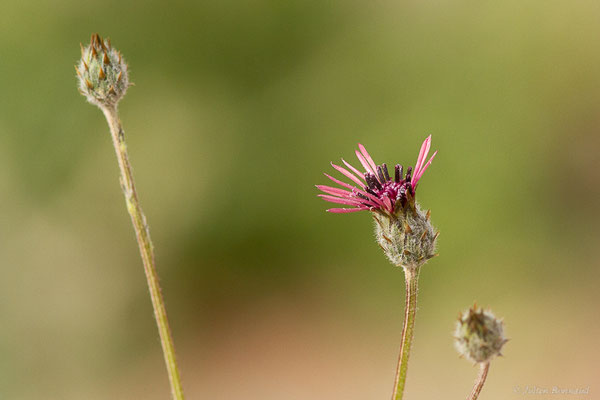 Volutaire — Volutaria tubuliflora (Murb.) Sennen, 1936