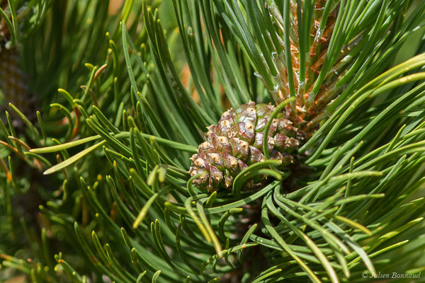 Pin à crochets – Pinus mugo subsp. uncinata (Ramond ex DC.) Domin, 1936, (Station de ski de Gourette, Eaux-Bonnes (64), France, le 11/08/2021)
