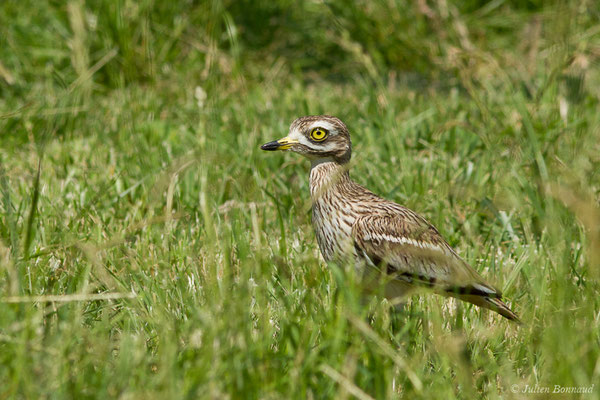 Œdicnème criard — Burhinus oedicnemus (Linnaeus, 1758), (Zoodycée, Chizé (79), France, le 12/06/2021)