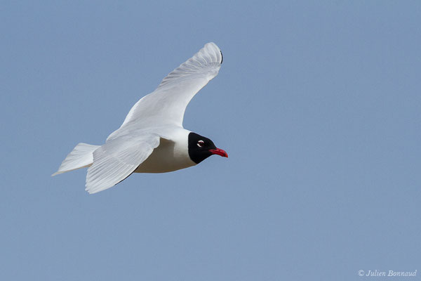 Mouette mélanocéphale — Ichthyaetus melanocephalus (Temminck, 1820), (Anglet (64), France, le 10/03/2020)