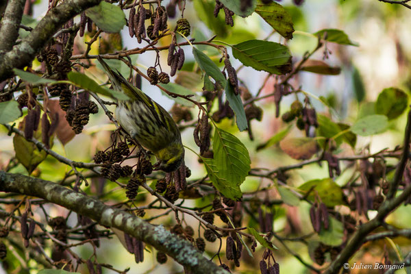 Tarin des aulnes — Spinus spinus (Linnaeus, 1758), (Pontivy (56), France, le 08/11/2017)