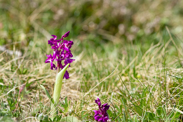 Orchis mâle — Orchis mascula (L.) L., 1755