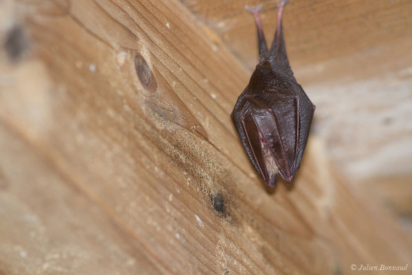 Petit rhinolophe — Rhinolophus hipposideros (Borkhausen, 1797)