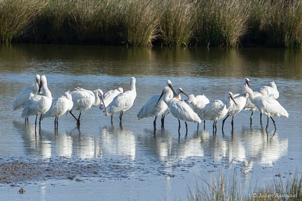 Spatule blanche — Platalea leucorodia Linnaeus, 1758, (adultes) (réserve ornithologique du Teich (33), France, le 24/01/2018)