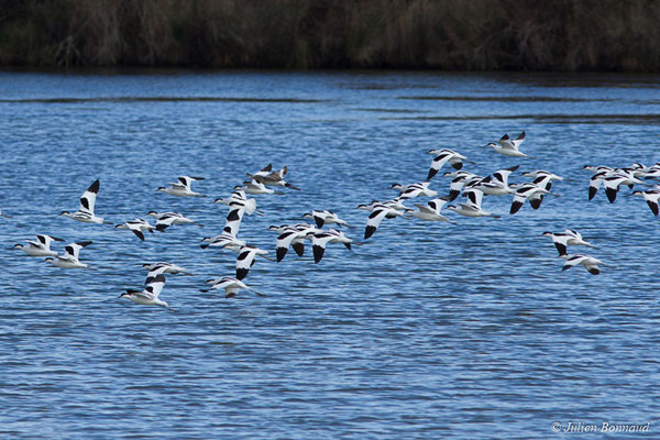 Avocette élégante — Recurvirostra avosetta Linnaeus, 1758, (réserve ornithologique du Teich (33), France, le 24/01/2018)