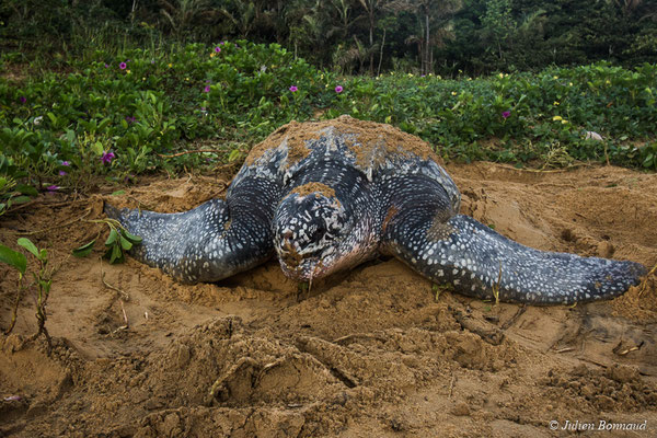 Tortue luth — Dermochelys coriacea (Vandelli, 1761), (Plage des Salines, Remire-Montjoly, Guyane, le 04/06/2017)