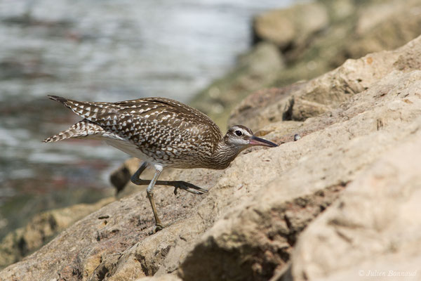 Courlis corlieu — Numenius phaeopus (Linnaeus, 1758), (Lagos (Faro), (Algarve), Portugal, le 30/08/2018)