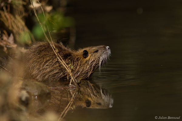 Ragondin — Myocastor coypus (Molina, 1782)