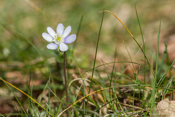 Anémone hépatique — Hepatica nobilis Schreb., 1771