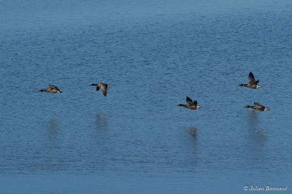 Bernache cravant — Branta bernicla (Linnaeus, 1758), (Baie de Saint-Brieuc, Hillion (22), France, le 11/01/2018)