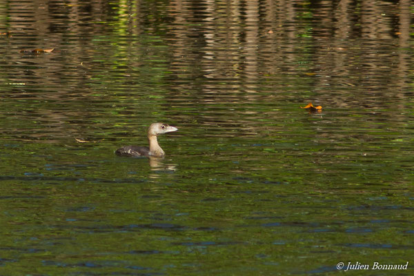 Grèbe à bec bigarré — Podilymbus podiceps (Linnaeus, 1758), (Centre Spatial Guyanais, Kourou, Guyane, le 07/12/2016)