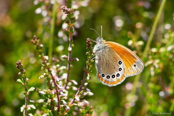 Fadet de la Mélique — Coenonympha glycerion (Borkhausen, 1788), (Parc naturel du lac de Sanabria (Zamora), Espagne), le 06/07/2022)