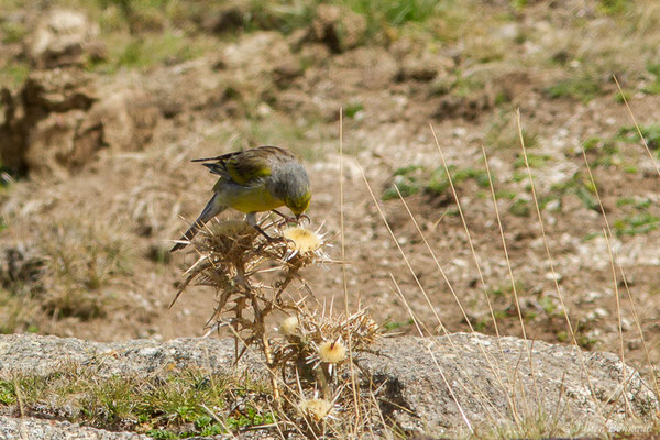 Venturon corse — Carduelis corsicana (Koenig, AF, 1899), (plateau du Coscione, Aullène (2B), France, le 07/09/2019)