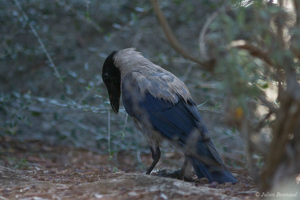 Corneille mantelée — Corvus cornix Linnaeus, 1758, (Monticello (2B), France, le 13/09/2019)