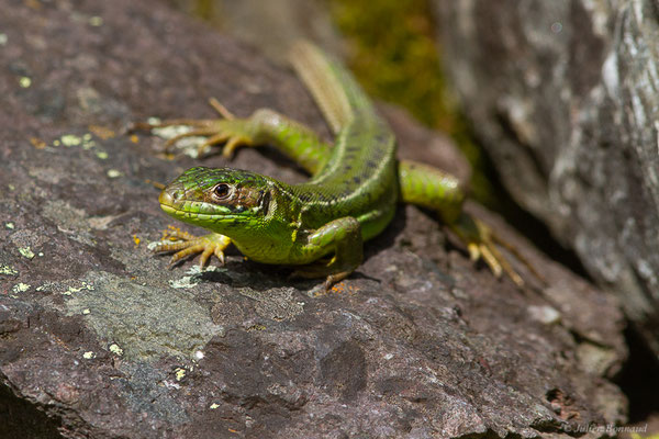 Lézard à deux raies — Lacerta bilineata (Daudin, 1802)