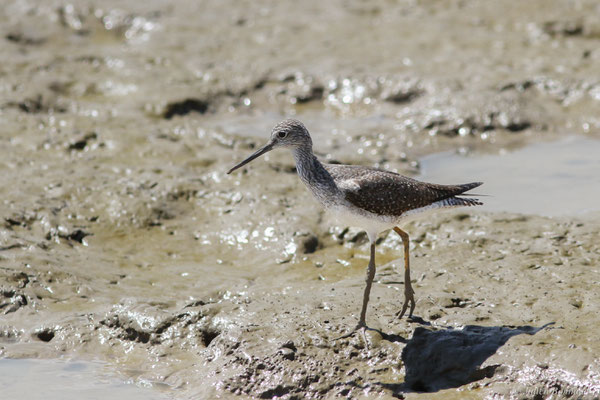  Grand Chevalier — Tringa melanoleuca (Gmelin, 1789), (Dégrad des Cannes, Remire-Montjoly, Guyane, le 08/11/2015)