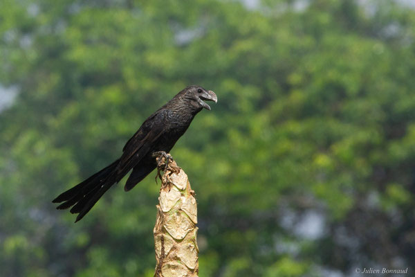 Ani à bec lisse — Crotophaga ani Linnaeus, 1758, (Village Terre Rouge, Saint-Laurent du Maroni, Guyane, le 16/09/2016)