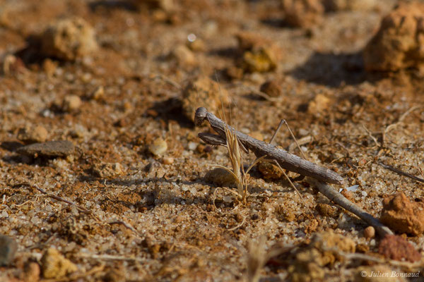 Mante terrestre — Geomantis larvoides Pantel, 1896, (Vila do Bispo, (Algarve), Portugal, le 31/08/2018)